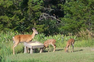 Click for vacation pictures menu page