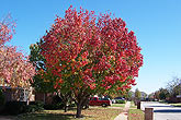 Taken Nov. 25, 2004 in Keller, Texas. Click for larger image